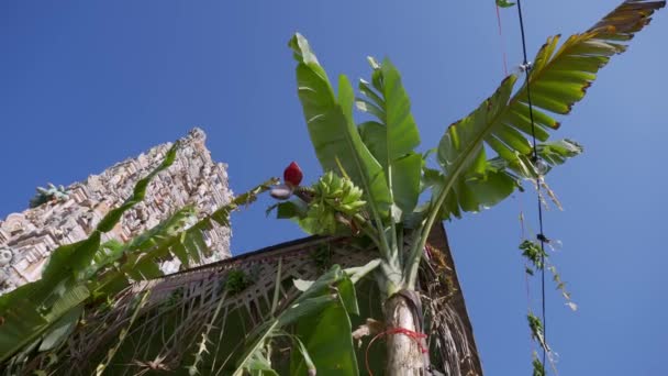 Georgetown Penang Malajsie Dubna 2022 Panning Banánová Dekorace Přírodě Indického — Stock video