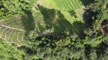 Öğleden sonra sebze çiftliğinin yanındaki hava manzaralı yeşil gölge.