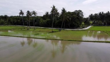 Sıcak güneşli bir günde havadan yansıyan hindistan cevizi palmiyesi