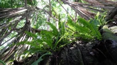 Select focus fern plant grow at rock. Background is banyan tree in forest