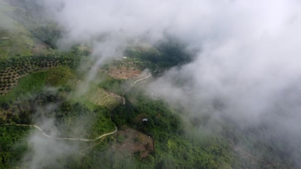 Aerial View Foggy Low Cloud Highland Plantation — стоковое видео