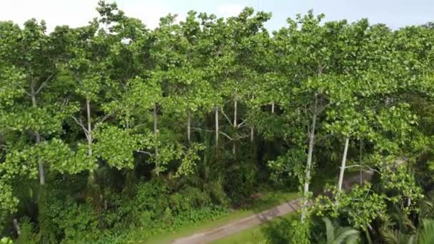Aerial View Air Hitam Dalam Educational Forest Day — Stok video