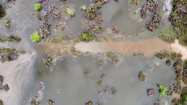 空中俯瞰白鹭在水污染湿地池塘觅食 — 图库视频影像