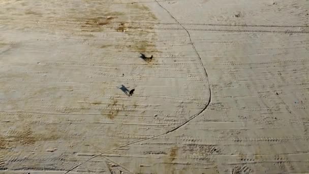 Αεροφωτογραφία Δύο Σκυλιών Τρέχει Στο Κίτρινο Χώμα Πηλό Του Νησιού — Αρχείο Βίντεο