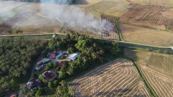 Aerial View Open Burning Straw Paddy Field — Stock video