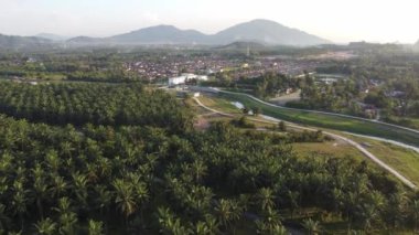 Yerleşik yerleşim alanının yakınındaki hava manzaralı yağ palmiyesi tarlası