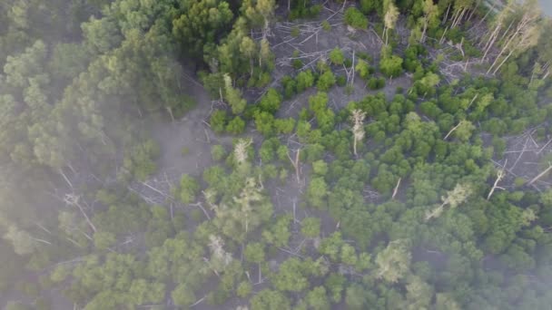 Aerial Sliding Dead Mangrove Tree Smoke Open Burning — Stock video
