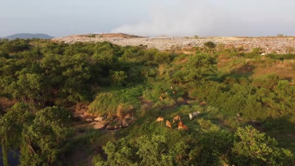 Aerial View Cows Grazing Grass Rubbish Dump Site Evening — Wideo stockowe
