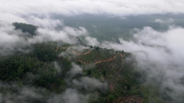Cobertura Plantación Con Vista Aérea Con Nube Niebla Baja Malasia — Vídeos de Stock