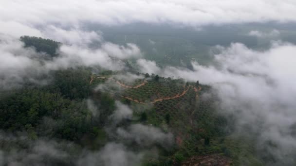 Aerial View Plantation Cover Low Fog Cloud Malaysia — Stock video