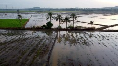 Çeltik tarlası ve bir sıra hindistan cevizi ağacı üzerinde hava manzarası.
