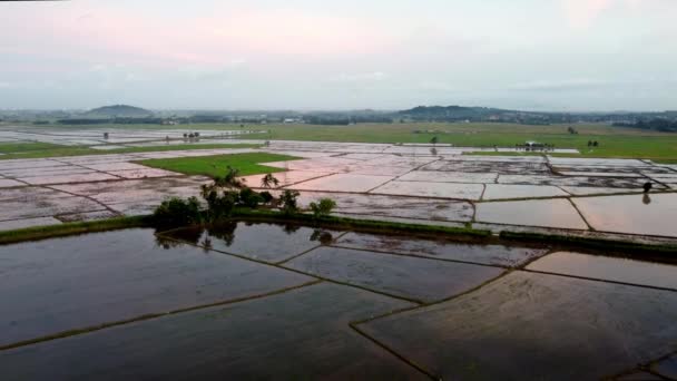 水田とココナッツプランテーションの空中景観反射 — ストック動画