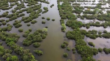 Malezya 'daki bataklıkta havadan bakıldığında