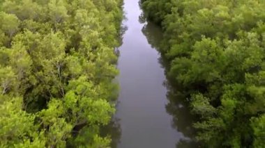 Mangrove Ormanı hava manzaralı nehirde sinematik hareket