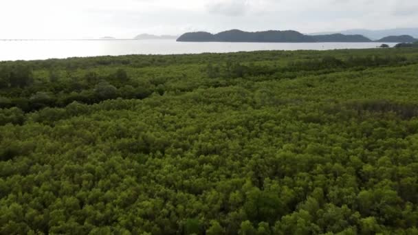 Cinematische Beweging Mangrove Bos Batu Kawan — Stockvideo
