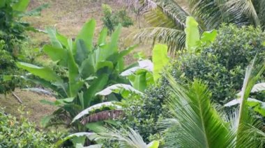 Yağmurlu bir günde muz ağacı ve hurma ağacı