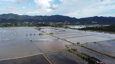 Çeltik tarlasında hava manzaralı su ekimi