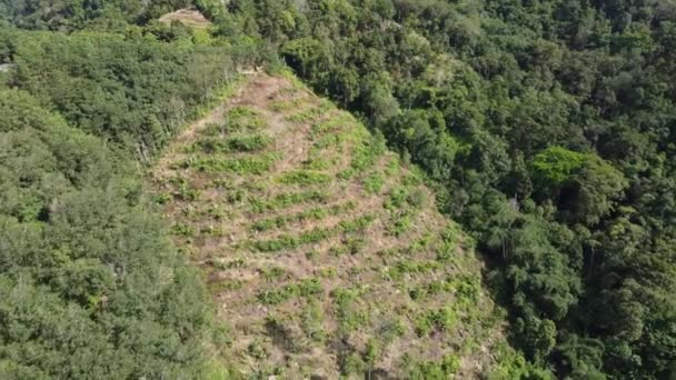 Vue Aérienne Plantation Sur Terrasse Colline — Video