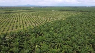 Yağ palmiyesini yeniden ekme üzerine sinematik hareket