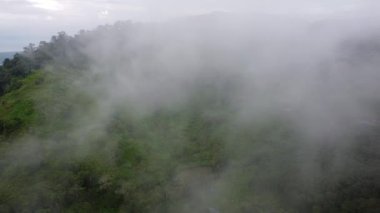Sisli bulutlu sabahta hava manzaralı plantasyon
