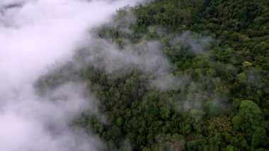 Malezya 'da hava manzaralı orman ve sabah sisli bulut