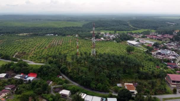 Вид Воздуха Телекоммуникацию Пальмовой Ферме Серданге Кедах — стоковое видео