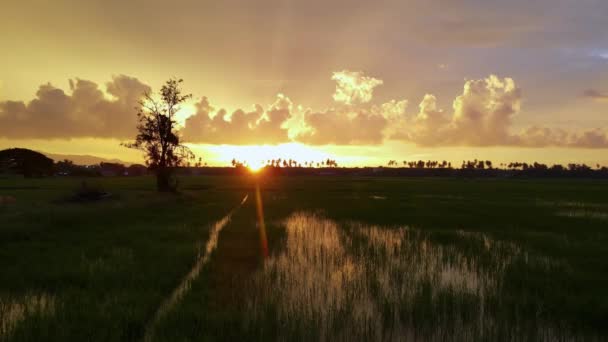 Sonnenuntergang Reisfeld Mit Dramatischer Wolke — Stockvideo