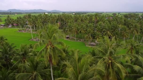 Vista Aérea Coco Agro Parque Temático Plantación — Vídeos de Stock