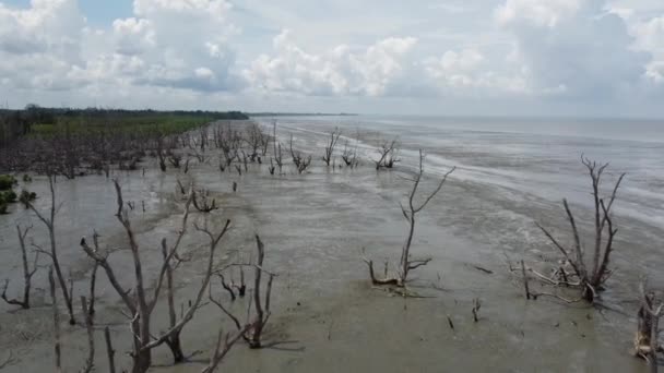 Dilihat Dari Udara Gundul Pohon Mangrove Kering Pesisir Pasir Panjang — Stok Video