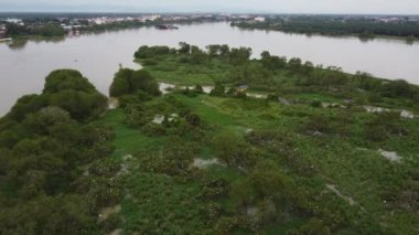 Beyaz balıkçıl kuşları Pulau Bangau, Perak 'taki evlerine uçarlar.
