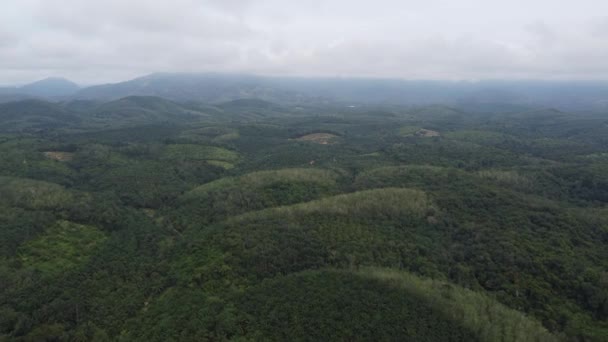 Volar Sobre Plantación Palma Aceitera Colina Mañana Brumosa — Vídeos de Stock