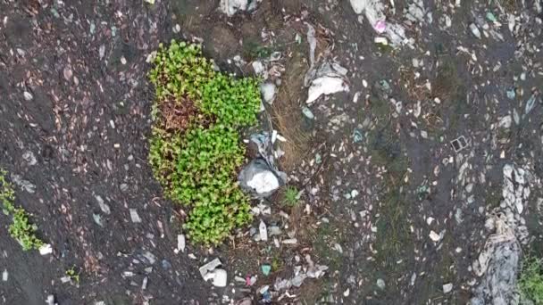 猪排泄物导致垃圾堆泥泞河上的空中移动 — 图库视频影像