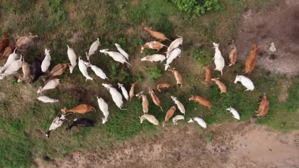 Vista Aérea Arriba Hacia Abajo Grupo Vacas Descansan Campo — Vídeo de stock