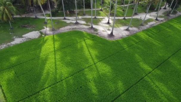 Воздушный Взгляд Вниз Тени Кокосового Дерева Зеленом Поле Рисования — стоковое видео