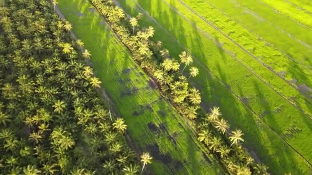 Cień Piękna Palmy Kokosowej Zielonym Polu Ryżowym — Wideo stockowe