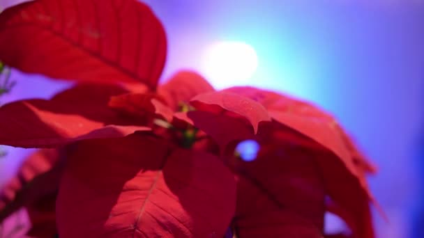 249 vídeos de Noche buena flor, metraje de Noche buena flor sin royalties | Depositphotos 249 vídeos de Noche buena flor, metraje de Noche buena flor sin royalties | Depositphotos