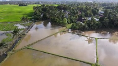 Malezya Köyü yakınlarındaki çeltik tarlası.
