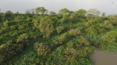 Havadan bakıldığında doğal yaşam alanı balıkçıl kuşlarının sabah manzarası