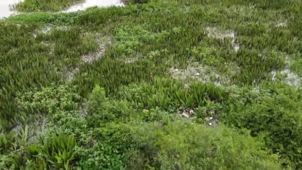 Медленно Смотреть Вниз Мусорные Свалки Траве Возле Берега Реки — стоковое видео