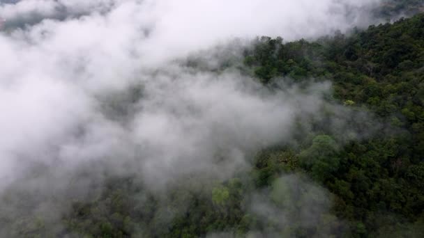 Luftaufnahme Morgen Niedrige Wolkendecke Wald Bei Malaysia — Stockvideo