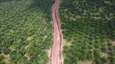 Yağ palmiyesi plantasyonundaki kırmızı kil toprak kırsal yol.