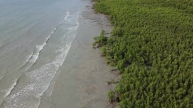 Hava manzaralı mangrov ormanları ve çamurlu topraklar