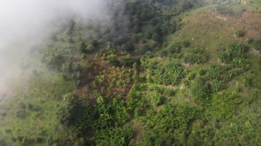 Sisli alçak bulutta hava manzaralı muz tarlası