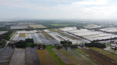Su çeltik tarlasında gökyüzünün hava görüntüsü