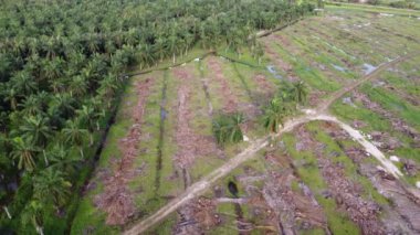 Nehir kıyısındaki petrol palmiyesini temizleyen hava manzarası uçup gider.