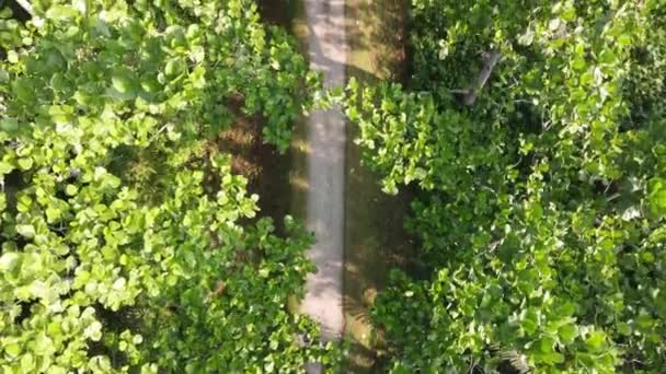 Pemandangan Udara Jalan Pedesaan Hutan Pohon Hijau — Stok Video
