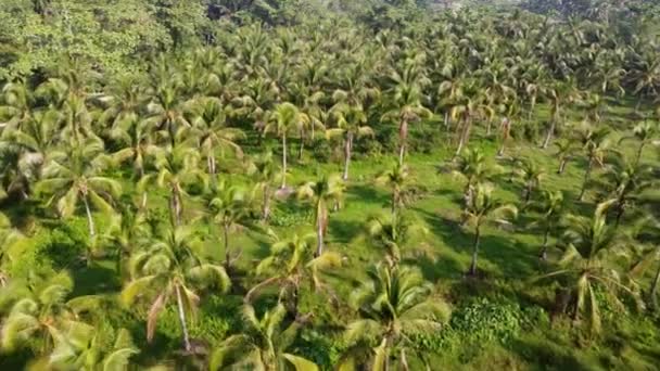 Widok Lotu Ptaka Plantacja Kokosów Rano — Wideo stockowe