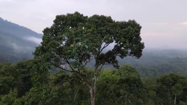Aerial Stigande Och Titta Ner Durian Träd Plantage Malaysia — Stockvideo