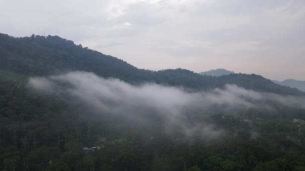 无人机在山区附近的种植园上空发射了薄雾 — 图库视频影像
