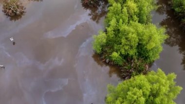 Balıkçıl kuşları üzerindeki hava hareketleri sulak arazideki kimyasal kirliliğin yakınında yiyecek arıyor